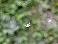 蜘蛛さんのお仕事拝見。蜘蛛の巣を作る1時間半を1分間に短縮した映像。