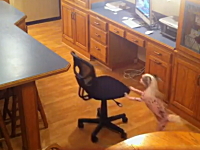 犬「ピコーン！閃いた」小さなワンちゃんがテーブルの上のオヤツを取る方法