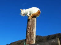 高所で日向ぼっこするニャンコさん(*´Д`)　真っ青の空と白い猫