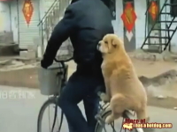 こんな乗り方できるんだ。犬らしくない格好で自転車の後ろに乗ってるワンコ