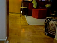 秘儀壁蹴り方向転換。ネコの身体能力の高さがうかがえる4秒の一瞬動画。