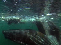 大迫力!!小魚に群がる海鳥ごと狙う巨大クジラのお食事映像　高画質HD対応