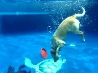 水中での動きが凄いイヌイヌ動画。プールの底に沈んだ玩具を引き上げる