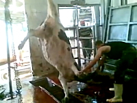 屠殺とは。食肉処理場の作業の様子。牛さんが殺されてから牛肉になるまで