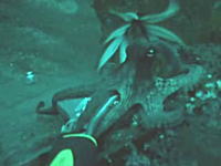 海の世界怖ええ！エイリアンvsエイリアン　タコがイカに食われる瞬間の映像