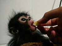 ほのぼの。お猿の赤ちゃんの食事シーンが可愛すぎて幸せになるビデオ。