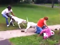 歩道で2匹のピットブルに襲われる女性。犬は駆け付けた警官に射殺される。