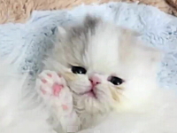 殺人的にかわいいネコ動画。エキゾチックの子猫が可愛すぎてニタニタする。