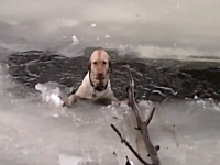 良く頑張った。氷の割れ目から極寒の川に落ちてしまったワンコの救出劇