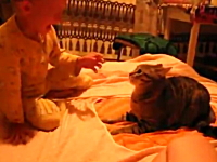 人間の赤ちゃんの強烈ビンタが炸裂してキレるネコさん。赤さんvsネコ動画