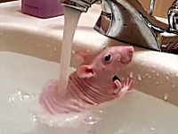 入浴の楽しみ方を完全に理解しているように見えるネズミさん「いい湯だな」
