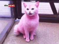 動物虐待？飼い主のしわざ？イギリスで発見されたピンク色に着色された猫