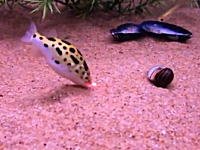 ギヨギヨ動画。レーザーポインターを必死で追う水槽の中の魚たちが可愛い