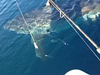 釣り人を狙うホホジロザメ？フィッシングボートとほぼ同じ大きさで怖い。