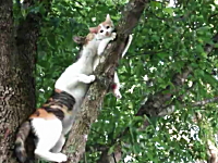 ママ大変すぎる(*´Д`)木に登ってしまった子猫を救出に向かうママ猫(*´Д`)