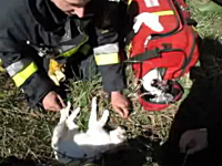 火災現場で発見された意識不明のニャンコが消防士に助けられるビデオ。