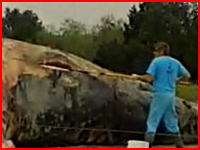 新しくクジラ爆発のヤバイ動画を発見。裂いた皮膚から内蔵ムニュムニュ(@_@;)