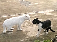 ネコvsネコ。予想外すぎるポーズで威嚇する白黒猫がヤバイ動画ｗｗｗｗｗ