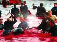 血で染まる海　欧米のイルカ漁と捕鯨の動画、画像集