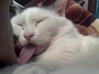 猫の舌ってこんなに長いのかよ。熟睡するニャンコにイタズラしてみた動画。