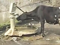 インドのウシは賢いｗｗｗ自分で井戸のハンドルポンプを操作して水を飲む。