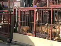 韓国の食用犬市場。カゴに入れられ食べられるのを待つワンコたち・・・。