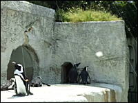 ペンギンに反射させた光でイタズラ相次ぐ。動画サイトの影響か。悩む動物園