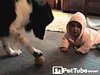 ほのぼの動画。人間の赤ちゃんのボール遊びに優しく付き合う大きなワンコ