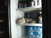 これは大丈夫なの？冷蔵庫の中で冷やされているネコさんの動画。虐待？