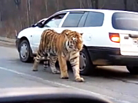 ロシアでは道路で出会う野生動物までもがおそロシア。かっけえｗｗｗｗｗ