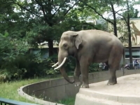 これは悲惨・・・。ベルリン動物園で象の不意打ちを受けた観光客のビデオ。