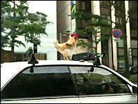 大阪名物。車の屋根の上に生きたニワトリを載せて走るクラウン。良く見るｗ