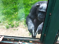 動物園のチンパンジーが訪問者に何かを伝えようとしている驚きの映像。