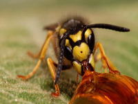 ムシムシ動画　普段見ることの無い美しい昆虫の姿　高画質写真集