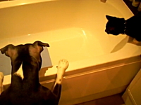 このイヌ極悪すぎるｗｗｗ湯船で犬に突き落とされてパニックになる猫(´･_･`)