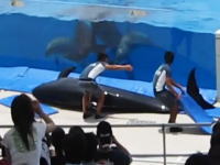 これは珍しいハプニング。水族館のイルカが水槽から飛び出してしまった！