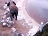 動物園のゾウさんが何かを拾って食べた直後に内部から爆発して即死。