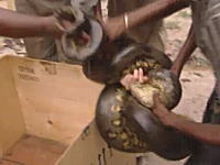 OMG!!テレビで女子が大きなヘビにがっつり噛まれてしまうハプニング映像