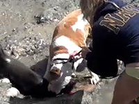 カリフォルニアのビーチで犬がアシカの赤ちゃんをかみ殺す。その飼い主が・・・。