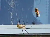 これは凄い昆虫動画。蜘蛛の巣にかかったハチが凄い速さで包まれてしまう