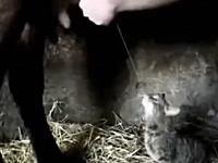 猫「新鮮すぎワロタｗｗｗ」牛のミルクをダイレクトに飲むネコネコ動画(*´Д`)