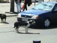 DQN犬ｗ　「プップー」車のクラクションにムッとしたワンコが取った行動ｗ