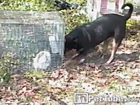 プリズン・ブレイク犬。穴を掘って檻の中のウサギちゃんの脱出を助けるワンコ