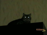 小さなライトをカチカチすると猫の眼もカチカチ。ニャンコの目玉で遊んでみた。