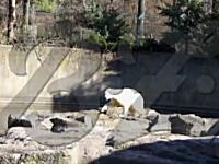 ベルリン動物園のシロクマのクヌートが観客の目の前で急死してしまう瞬間
