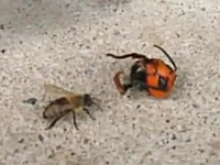 転がっていたオオスズメバチの生首に気が付いて焦りまくるニホンミツバチ