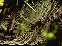 蜘蛛がクモの網を張る様子が良く分かるYouTube動画。これは凄いなあ。