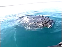 巨大クジラと近すぎる遭遇。ホエールウォッチングもここまで近いと怖い動画。
