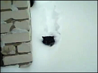 深く積もった雪の中を潜水しているように進むニャンコが可愛い動画ｗｗｗ