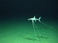不思議な生物図鑑　海底1443メートルで撮影されたイトヒキイワシ（三脚魚）